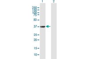 Western Blot analysis of TAF5L expression in transfected 293T cell line by TAF5L MaxPab polyclonal antibody. (TAF5L 抗体  (AA 1-325))