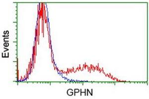HEK293T cells transfected with either RC205986 overexpress plasmid (Red) or empty vector control plasmid (Blue) were immunostained by anti-GPHN antibody (ABIN2454122), and then analyzed by flow cytometry. (Gephyrin 抗体)