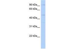 DPY19L2 anticorps  (AA 611-660)