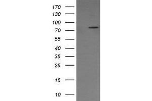 Image no. 1 for anti-SEC14 and Spectrin Domains 1 (SESTD1) antibody (ABIN1501067) (SESTD1 抗体)