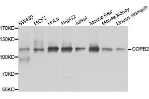 Western blot analysis of extracts of various cell lines, using COPB2 antibody. (COPB2 抗体  (AA 657-906))