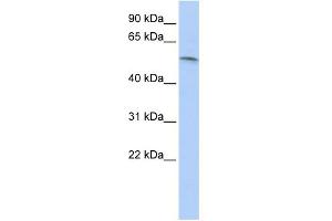 WB Suggested Anti-PAX7 Antibody Titration: 0. (PAX7 抗体  (N-Term))