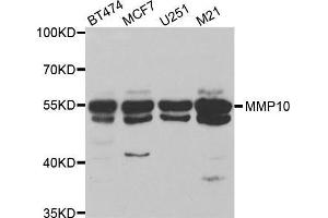 Western blot analysis of extracts of various cell lines, using MMP10 antibody. (MMP10 抗体)