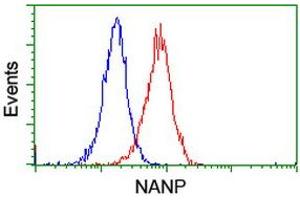 Image no. 3 for anti-N-Acetylneuraminic Acid Phosphatase (NANP) antibody (ABIN1499635) (NANP 抗体)