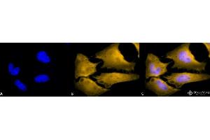 Immunocytochemistry/Immunofluorescence analysis using Rat Anti-HSF1 Monoclonal Antibody, Clone 10H4 . (HSF1 抗体)