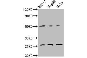 Western Blot Positive WB detected in: MCF-7 whole cell lysate, HepG2 whole cell lysate, Hela whole cell lysate All lanes: MT-CO2 antibody at 5. (COX2 抗体  (AA 83-227))