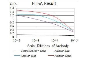 Image no. 1 for anti-Maternal Embryonic Leucine Zipper Kinase (MELK) antibody (ABIN1491623) (MELK 抗体)