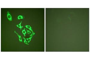Immunofluorescence analysis of HepG2 cells, using HSP60 antibody (ABIN5976430). (HSPD1 抗体  (C-Term))