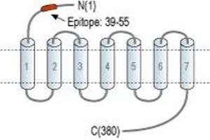 Representative domain view of the target of ABIN7885209.