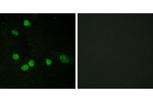 Peptide - +Immunofluorescence analysis of HeLa cells, using Raf1 (Ab-621) antibody. (RAF1 抗体  (Ser621))