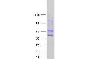 Western Blotting (WB) image for Cyclin-Dependent Kinase 10 (CDK10) (Transcript Variant A) protein (Myc-DYKDDDDK Tag) (ABIN2713854)