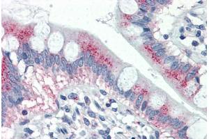 Human Small Intestine (formalin-fixed, paraffin-embedded) stained with MUC5AC antibody ABIN337160 at 10 ug/ml followed by biotinylated anti-mouse IgG secondary antibody ABIN481714, alkaline phosphatase-streptavidin and chromogen. (MUC5AC 抗体)