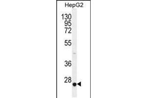Western blot analysis in HepG2 cell line lysates (35ug/lane). (CACNG6 抗体  (AA 108-136))