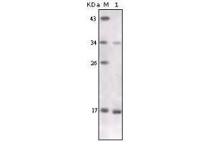 Western Blot showing TNF-alpha antibody used against TNF-alpha recombinant protein. (TNF alpha 抗体)