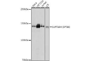 Western blot analysis of extracts of various cell lines, using SUPT16H (SPT16) antibody (ABIN7267097) at 1:1000 dilution. (SUPT16H 抗体)
