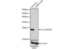 Western blot analysis of extracts from normal (control) and DJ-1/P knockout (KO) 293T cells, using DJ-1/P antibody (ABIN3021234, ABIN3021235, ABIN3021236 and ABIN1513307) at 1:1000 dilution. (PARK7/DJ1 抗体  (AA 1-189))