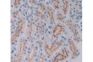 IHC-P analysis of kidney tissue, with DAB staining. (A4GALT 抗体  (AA 23-288))