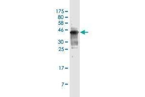 Western Blot detection against Immunogen (36. (SCD 抗体  (AA 1-100))