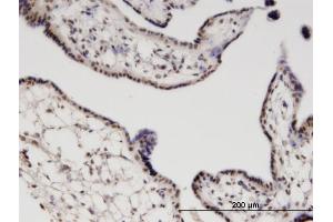 Immunoperoxidase of monoclonal antibody to RGS13 on formalin-fixed paraffin-embedded human placenta. (RGS13 抗体  (AA 60-159))