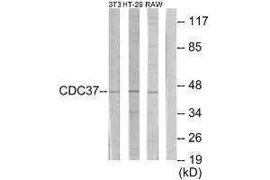 Western Blotting (WB) image for anti-Cell Division Cycle 37 Homolog (S. Cerevisiae) (CDC37) (Internal Region) antibody (ABIN1850254) (CDC37 抗体  (Internal Region))
