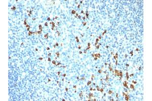 Formalin-fixed, paraffin-embedded human Tonsil stained with IgM Mouse Monoclonal Antibody (ICO-30). (IGHM 抗体)