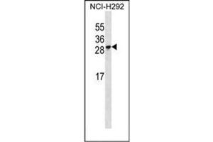 Western blot analysis of RFESD Antibody  in NCI-H292 cell line lysates (35ug/lane).