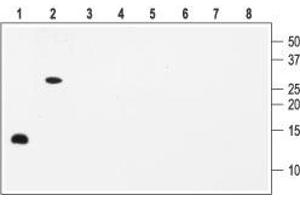 Western blot analysis with Anti-BDNF Antibody: - 1,5. (BDNF 抗体  (Intracellular))