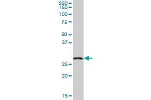 EXOSC5 MaxPab polyclonal antibody. (EXOSC5 抗体  (AA 1-235))