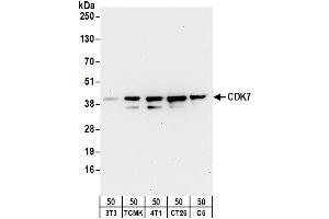 Western Blotting (WB) image for anti-Cyclin-Dependent Kinase 7 (CDK7) (C-Term) antibody (ABIN7455080)