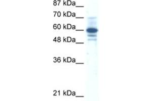 Western Blotting (WB) image for anti-Zinc Finger Protein 276 (ZNF276) antibody (ABIN2461302) (ZNF276 抗体)