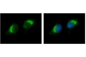 ICC/IF Image Ribonuclease A antibody detects RNASE1 protein at cytoplasm by immunofluorescent analysis.