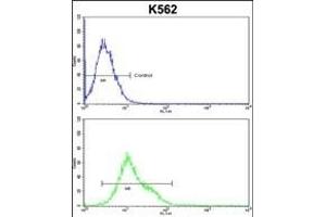 CROT Antibody (N-term) (ABIN653328 and ABIN2842818) flow cytometric analysis of k562 cells (bottom histogram) compared to a negative control cell (top histogram). (CROT 抗体  (N-Term))