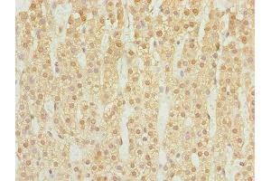 Immunohistochemistry of paraffin-embedded human adrenal gland tissue using ABIN7169532 at dilution of 1:100 (DHRS3 抗体  (AA 30-169))