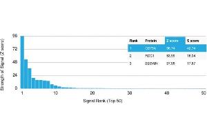 Analysis of Protein Array containing more than 19,000 full-length human proteins using CD79a Mouse Recombinant Monoclonal Antibody (rIGA/764). (Recombinant CD79a 抗体)