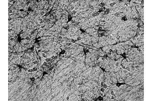 Adult rat hippocampus immunohistochemistry. (ALDH1L1 抗体  (AA 1-902))