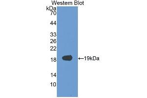 Western blot analysis of recombinant Human VEGFA. (VEGFA 抗体  (AA 28-191))