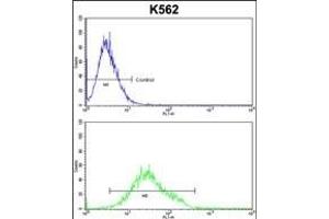 GTF2I Antibody (C-term) (ABIN390868 and ABIN2841085) flow cytometric analysis of k562 cells (bottom histogram) compared to a negative control cell (top histogram). (GTF2I 抗体  (C-Term))
