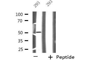 Western blot analysis of extracts from 293 cells using NFYC antibody.