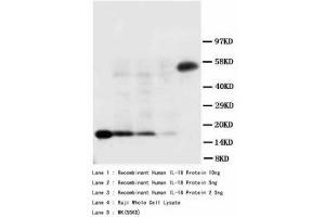 Image no. 1 for anti-Interleukin 18 (IL18) (AA 175-193) antibody (ABIN1493390) (IL-18 抗体  (AA 175-193))
