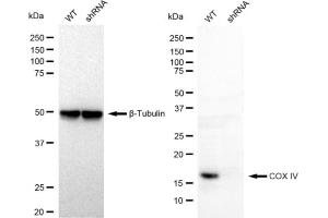 Western blotting analysis using COX4I1 antibody (ABIN7798247). (Recombinant COX IV 抗体)