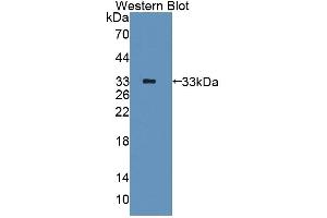 Detection of Recombinant PDE10A, Human using Polyclonal Antibody to Phosphodiesterase 10A (PDE10A) (PDE10A 抗体  (AA 508-779))