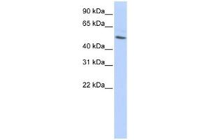 Beta Tubulin antibody used at 1 ug/ml to detect target protein. (TUBB 抗体  (N-Term))