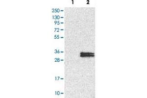 Western Blot analysis of Lane 1: negative control (vector only transfected HEK293T cell lysate) and Lane 2: over-expression lysate (co-expressed with a C-terminal myc-DDK tag in mammalian HEK293T cells) with NDUFS3 polyclonal antibody . (NDUFS3 抗体)