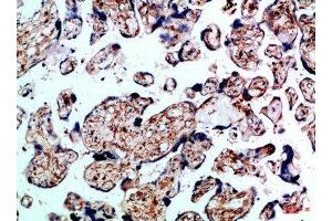 Immunohistochemical analysis of paraffin-embedded Human-placenta, antibody was diluted at 1:100 (BMPR1B 抗体  (AA 21-70))