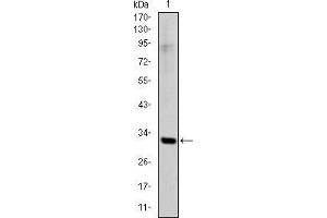 Western blot analysis using SNAI1 mAb against human SNAI1 (AA: 2-264) recombinant protein.