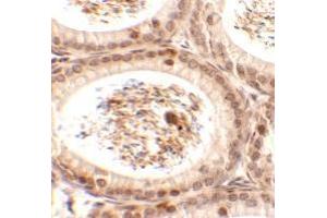 Immunohistochemistry of SPATA3 in mouse testis tissue with SPATA3 antibody at 2. (SPATA3 抗体  (C-Term))