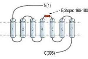 Representative domain view of the target of ABIN7884998.