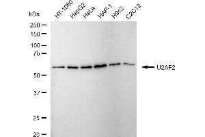 Western blotting analysis using U2AF2 antibody (ABIN7800701).