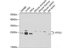 Western blot analysis of extracts of various cell lines using PTTG1 Polyclonal Antibody at dilution of 1:1000. (PTTG1 抗体)