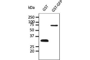 Western Blotting (WB) image for anti-Glutathione S Transferase (GST) antibody (ABIN1440050) (GST 抗体)